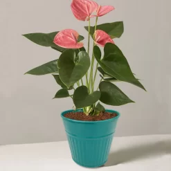 Ribbed Planter (3 Colour Mix) - 12cm 13 Ribbed Planter (3 Colour Mix) - 12cm -Garden Tool Sale Store 13193954 1834933504168194