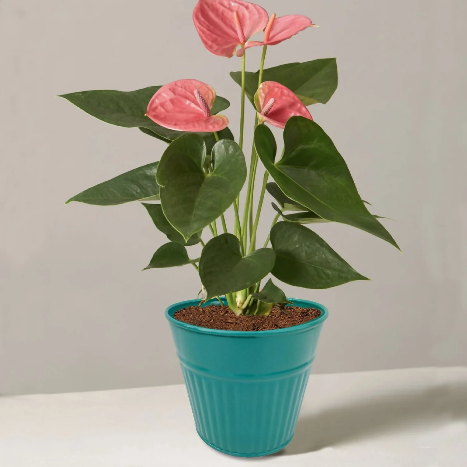 Ribbed Planter (3 Colour Mix) - 12cm 6 Ribbed Planter (3 Colour Mix) - 12cm - Image 6