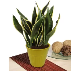 Ribbed Planter (3 Colour Mix) - 12cm 14 Ribbed Planter (3 Colour Mix) - 12cm -Garden Tool Sale Store 13193954 2864933504188960