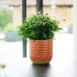 House Beautiful Titian Glaze Planter 13cm 5 House Beautiful Titian Glaze Planter 13cm -Garden Tool Sale Store 13229779 1014902135343359