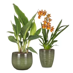 Jungle Green Plant Pot - 18cm -Garden Tool Sale Store 13432896 1684914555820158
