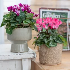 Crackle Leaf Indoor Plant Pot - 12cm -Garden Tool Sale Store 14197410 1345024191550610