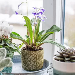 Crackle Leaf Indoor Plant Pot - 12cm -Garden Tool Sale Store 14197410 8095024191499877