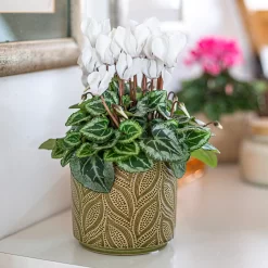 Crackle Leaf Indoor Plant Pot - 12cm -Garden Tool Sale Store 14197410 9825024191346259